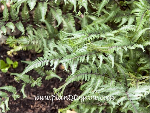The tips of the pinnea are tasseled.